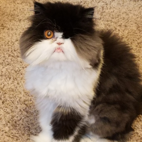 Meet your Posher, Sherri - Picture 3 of 3